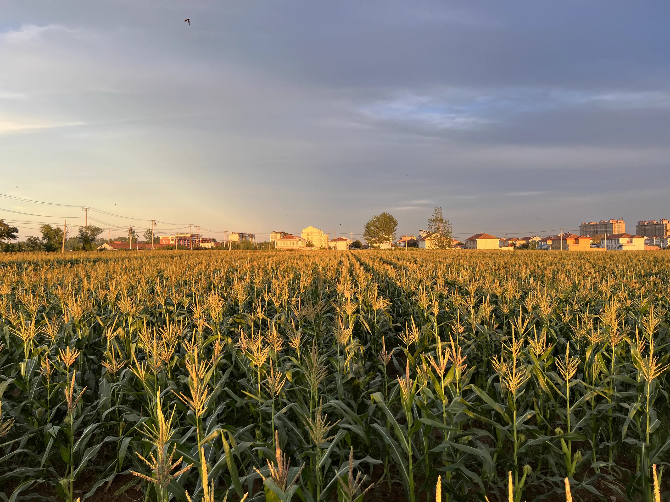 Smart Farm